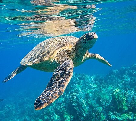 reef-trips-450×400