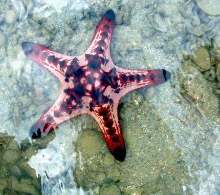 starfish-450×400